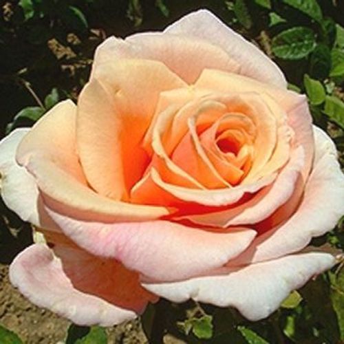 Rosa  Child of My Heart™ - růžová - Stromkové růže s květmi čajohybridů - stromková růže s rovnými stonky v koruně